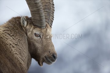 Portrait of male Alpine Ibex in winter - Italy Alps