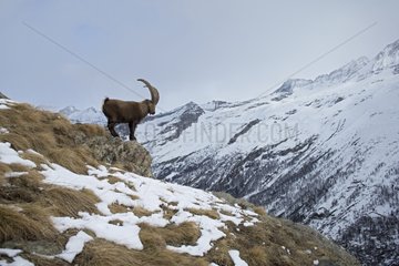 Male Alpine Ibex on rock in winter - Italy Alps