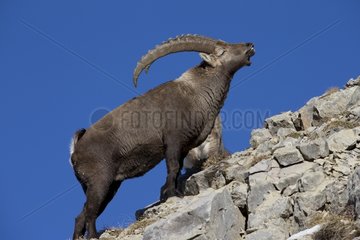 Alpine Ibex male in rut on rock - Alps Switzerland