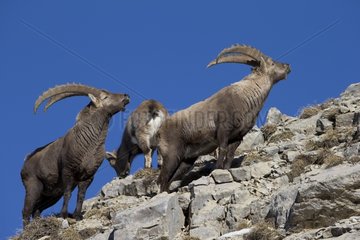 Alpine Ibex males in rut on rock - Alps Switzerland