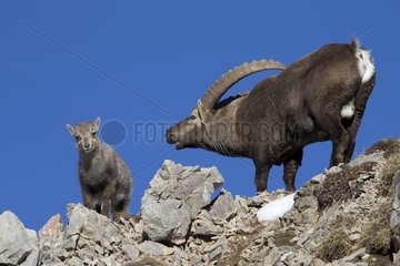 Alpine Ibex male in rut on rock - Alps Switzerland