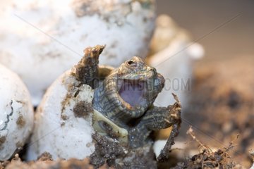 Red-eared pond slider hatching Germany