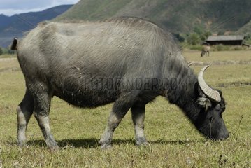 A buffalo grazing near a village near Lugu Lake Yunnan