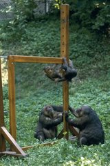 Bär Makaken in einem Frankreichspiegel schauen