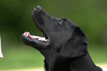 Portrait of Labrador Retriever black in a garden