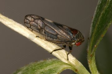 Leafhopper posed on a stem Belgium