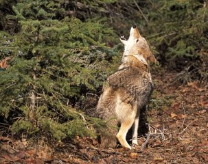 Coyote howling in a forest of conifers the USA