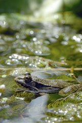 Lowland frog in water France
