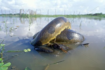 Green Anaconda suffocating a common caiman Venezuelan Llanos