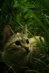 Portrait of a Siamese cat Blue tabby hidden in grass