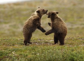 Grizzly bear cubs playing Katmai National Park Alaska