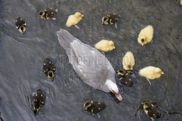 Weibliche Muskowende Ente und ihre Entenküken schwimmen Frankreich