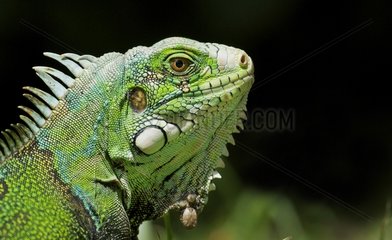Portrait of a Common iguana South America