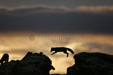 Wrestling of rivalry between Arctic foxes on a rock Iceland
