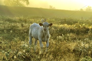 Charolaise calf in a meadow Pouilly Loire France