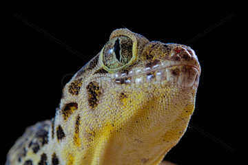 Portrait of Frog-eyed gecko (Teratoscincus roborowskii) on black background.