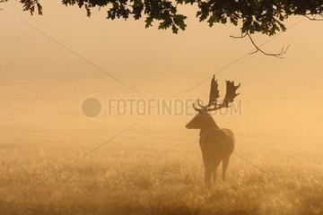 Male Fallow deer in the light of the rising sun GB