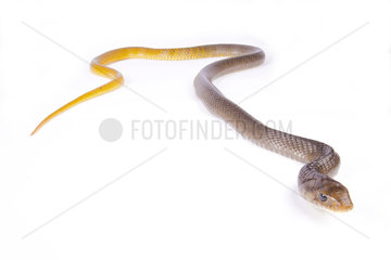 Yellow-tailed Indigo Snake (Drymarchon corais corais) on white background