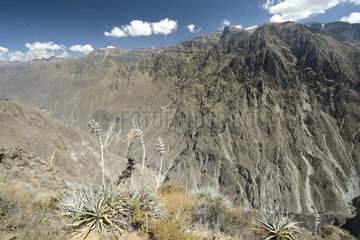 Colca Canyon  Arequipa Region  Peru