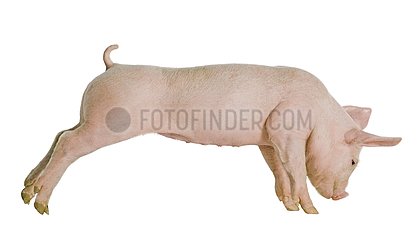 Large White piglet stretching itself on white background