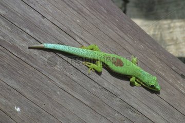 Diurnal Gecko taking the Madagascar sun [AT]