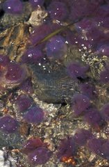 Invasion de méduse en été Parc National de Port-Cros