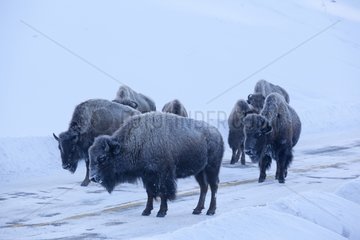 American Bison in frost at Yellowstone NP USA