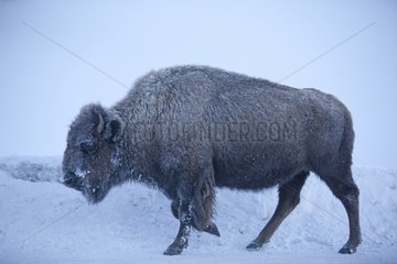 American Bison walking in snow Yellowstone NP