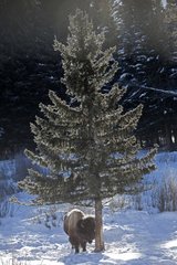 American Bison in snow Yellowstone NP in USA