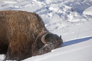 American Bison head in the snow in Yellowstone NP