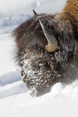 Portrait of an American Bison in the snow in Yellowstone NP