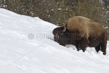 American Bison in the snow in Yellowstone NP in USA