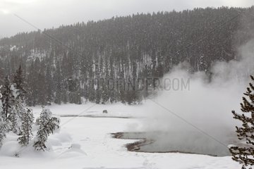 Landscape of Yellowstone NP in the snow USA