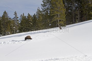 Bison in the snow in Yellowstone NP in the USA