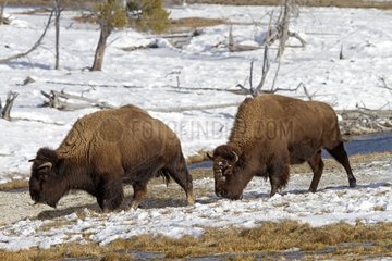 Bisons in the snow in Yellowstone NP in the USA