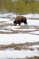 Bison in the snow in Yellowstone NP in the USA