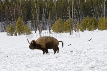 Bison defecating in the snow in Yellowstone NP in the USA