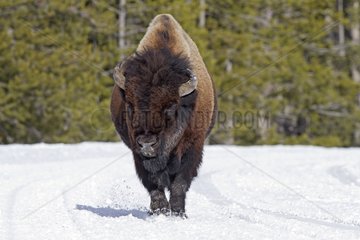 Bison walking in the snow in Yellowstone NP in the USA