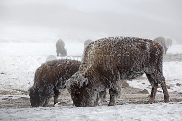 Bisons in the hoarfrost in Yellowstone NP in the USA