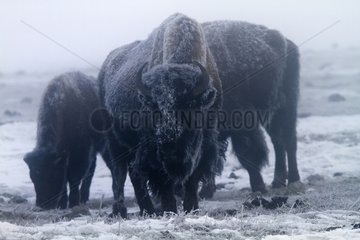 Bisons in the hoarfrost in Yellowstone NP in the USA