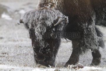 Bison in the hoarfrost in the Yellowstone NP in the USA