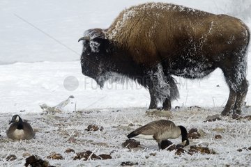 Bison in the hoarfrost in the Yellowstone NP in the USA