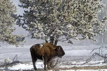 American Bison against a tree Yellowstone NP in the USA