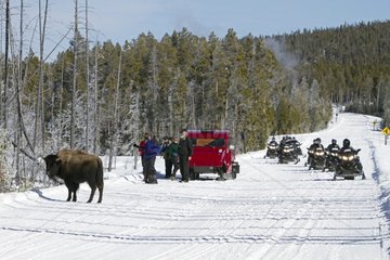Snowcat and Snowbikes near a Bison in Yellowstone NP