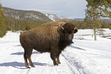 American Bison in the snow Yellowstone NP in the USA