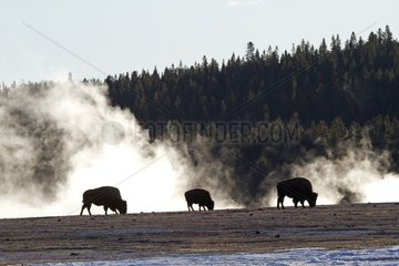 American Bisons near hot springs in the Yellowstone NP