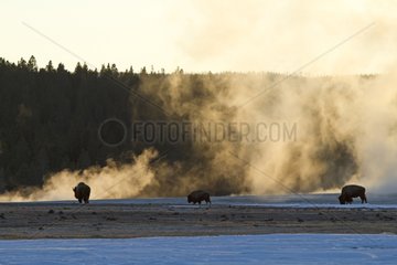 American Bisons near hot springs in the Yellowstone NP
