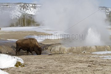 Bison near Black Sand Basin in the Yellowstone NP