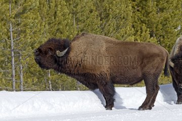 American Bison in the snow in the Yellowstone NP in the USA