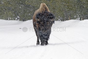 American Bison in the snow in the Yellowstone NP in the USA